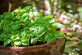 Holy Basil (Tulsi) vs Basil: What is the Difference?