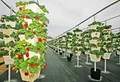 All about Vertical Farming- Modern agriculture