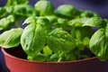 Basil Cultivation: A Complete Guide to Grow Tulsi at Home