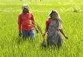 Maharashtra Government working on model to help Farmers Fetch MSP in Open Market