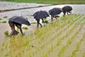 Paddy farmers in Chhattisgarh to get bonus