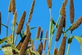 Mission Millets: ITC Joins The Movement To Popularize Millets