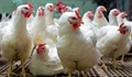 Backyard Poultry Farming; a low input business with high economic returns