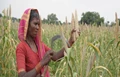 How Can Millets Help Sri Lanka Against the Ongoing Crisis?