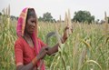 How Can Millets Help Sri Lanka Against the Ongoing Crisis?