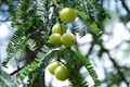 Pest & Disease Management in Amla Plants