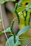 Growing Black Peppercorn - From Sowing to Harvesting