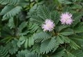 Mimosa Plants: Growing and Planting Tips