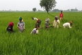 How the Agriculture Sector Reacted to Union Budget 2023-24?