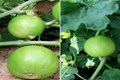 8 Health Benefits of Apple Gourd