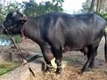 AP Buffalo Produces 26 Litres of Milk Daily; Sets a New Record!