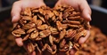 Georgia Lawmakers Celebrate India's Decision to Reduce Tariffs on US Pecan Exports