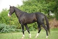 Top Indian-Origin Horse Breeds