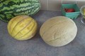 Muskmelon vs Cantaloupe: Which is Healthier