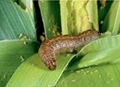 Use Integrated Pest Management methods to control 'Fall Armyworm'