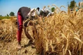 Ban on Wheat Exports Likely to Affect Farmers’ Income