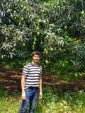 Earn Lakhs through Organic Mango Farming