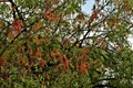 Neem Trees Under Threat Once Again!