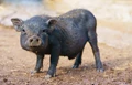 BAU Registers Two New Pig Breeds under ICAR