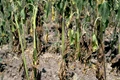 How to Treat and Prevent your Crops from Fusarium Wilt?