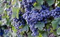 Grapes Cultivation In Theni