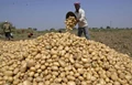 Punjab Farmers Face Loss as Potato Prices Hit All-Time Low