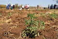 Climate Change-Induced Heat Worsens Argentina's Drought