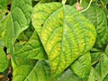 What are the Symptoms of Nutrient Deficiency in Plants?