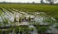 "Irrigate Wheat Field Lightly," Advises IIWBR to Wheat Farmers