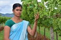 Tamil Nadu Farmer Doubles Her Income by Selling Value Added Products of Banana & Grapes