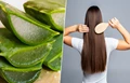 Aloe Vera: Your One-Stop Homemade Remedy for Hair Woes