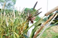 Punjab Agriculture Dept Planning to Sow Millets on 5000 acres
