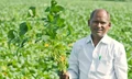 Latur's Major Crop-Soybean Helps Farmers to Protect Their Crops from Disease
