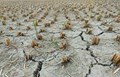 Wheat Production at Risk as Temperatures Rise