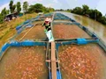 Nepal’s Bardia District Witnesses Surge in Fish Farming as Farmers Switch to Commercial Fishery