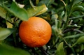 Mandarins vs Tangerines: What’s the Difference?