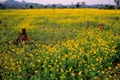 J&K Plans to Boost Oilseeds Cultivation to Enhance Edible Oil Sector