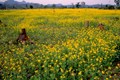 J&K Plans to Boost Oilseeds Cultivation to Enhance Edible Oil Sector