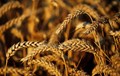 Wheat Production Set to Record 112 MT, says ICAR-IIWBR