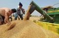 Karnal Farmers Rejoice as Wheat Remains Standing Despite Heatwave Warnings