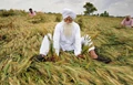 Rain & Strong Wind Wreak Havoc on Punjab’s Wheat Crop, Farmers Fear Losses