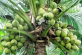 Marico to boost coconut farming