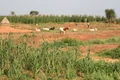 Millets: A Nutritious & Cost-Effective Solution for Livestock Sector