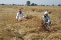 IMD Issues Advisory as Harvesting of Crops Delayed & Rain and Wind Flatten Crop