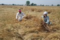 IMD Issues Advisory as Harvesting of Crops Delayed & Rain and Wind Flatten Crop