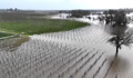 California Farmers Flood their Fields to Save their Crops Amid Deluge