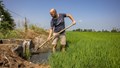Italy to Reduce Rice Output as Drought Approaches for 2nd Year