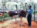 The Kerala Veterinary and Animal Sciences University (KVASU) started flightless birds study center.