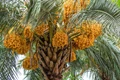 Abohar Farmers in Punjab Demand Date Palm Subsidy Due to Fall in Kinnow Production
