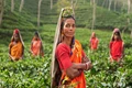 Labour Ministry Report Reveals Women Make Up Majority of Agri Sector Workforce